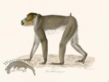 Cuvier 324 Young Male Mandrill